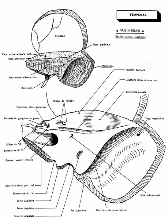 Fig.1 - Le Temporal, vue interne